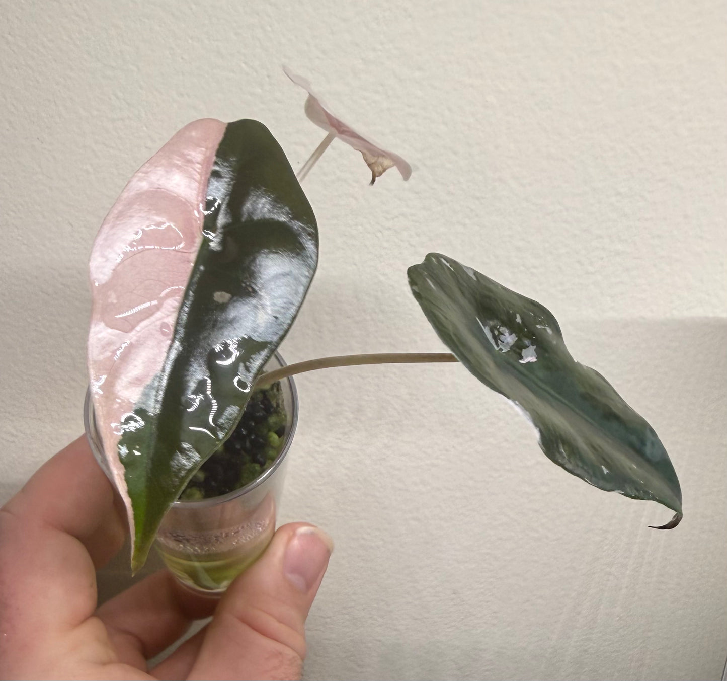 Alocasia Pink Chantrieri #1, photo 1
