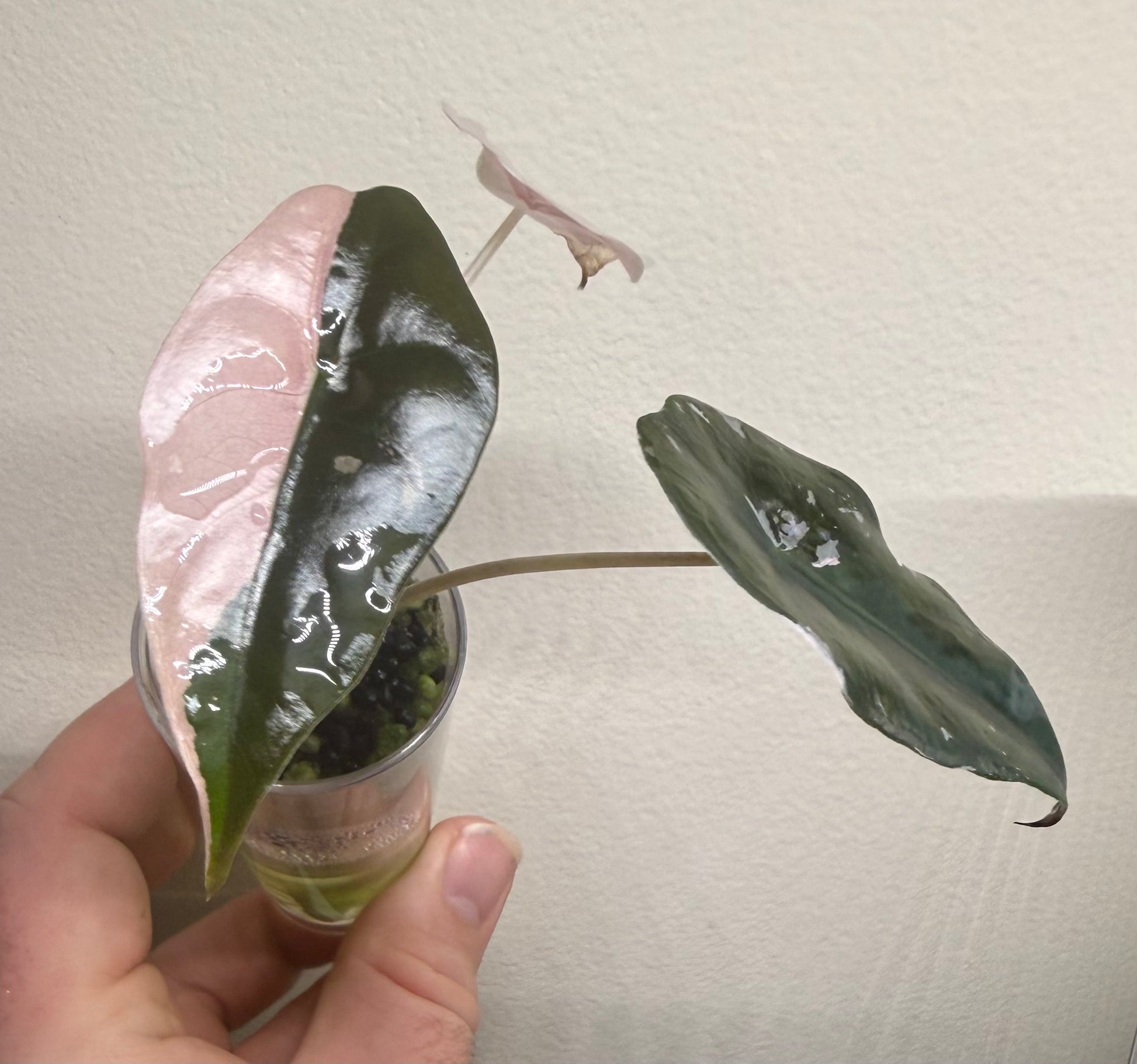 Alocasia Pink Chantrieri #1, photo 1
