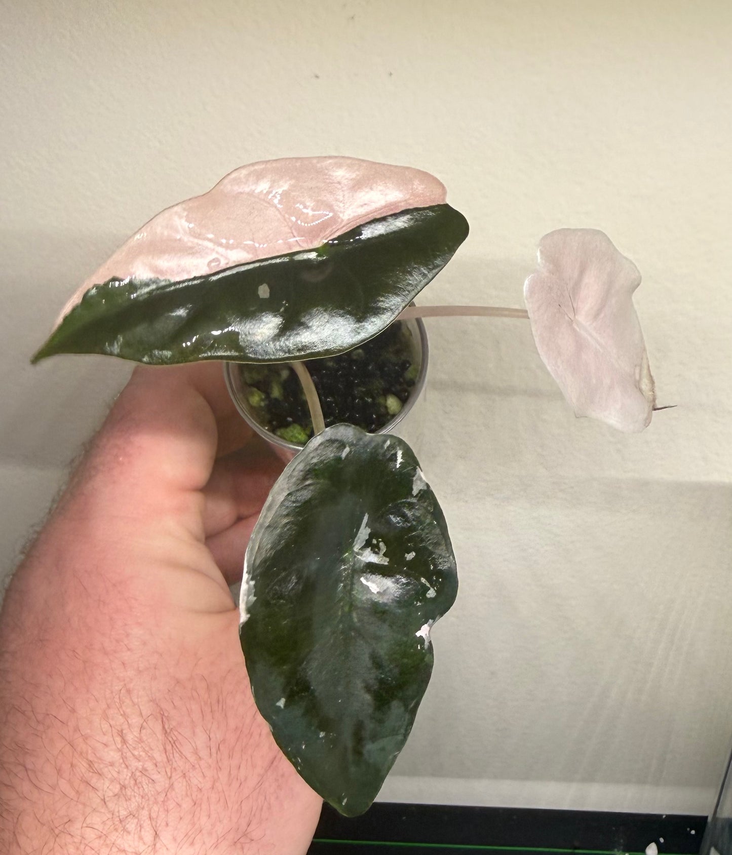Alocasia Pink Chantrieri #1, photo 2