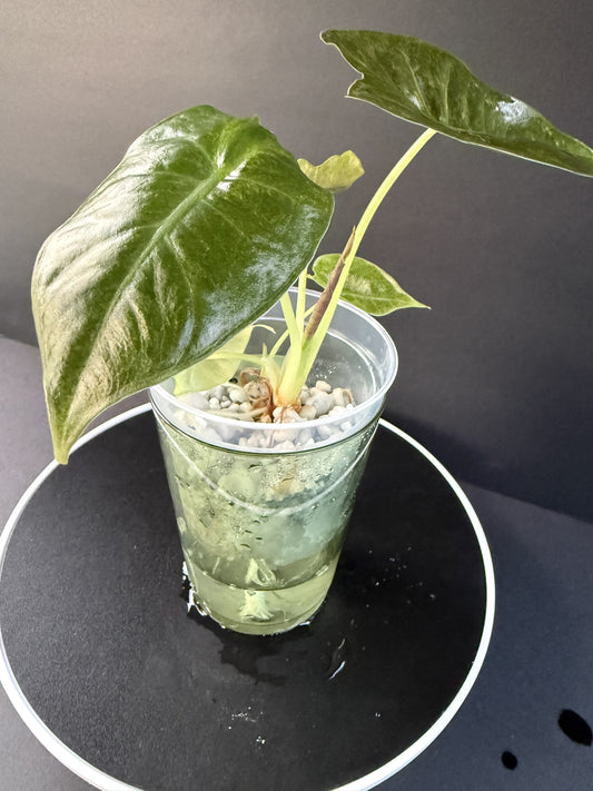 Alocasia Golden Bone Pink Mint