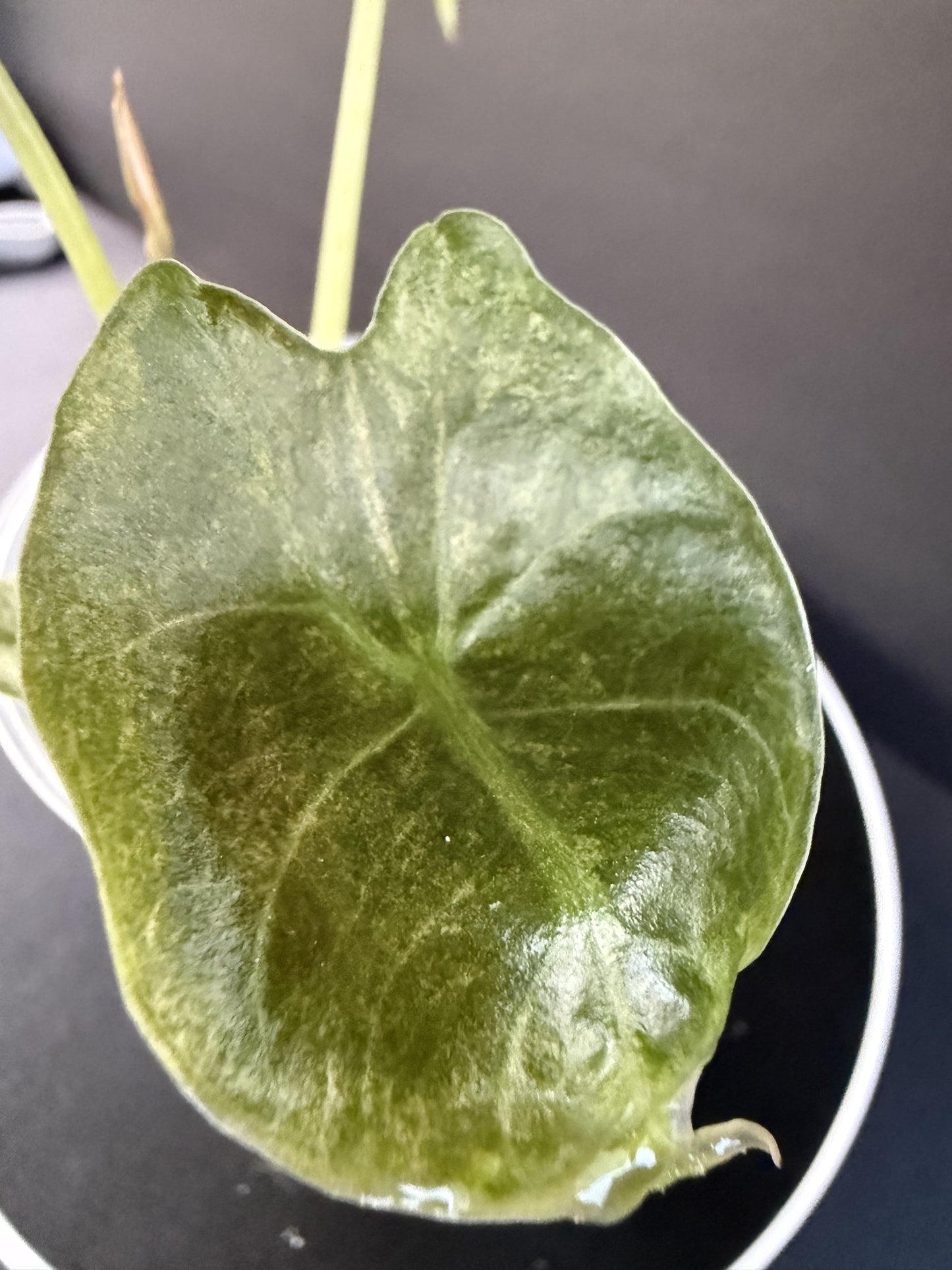 Alocasia Golden Bone Pink Mint