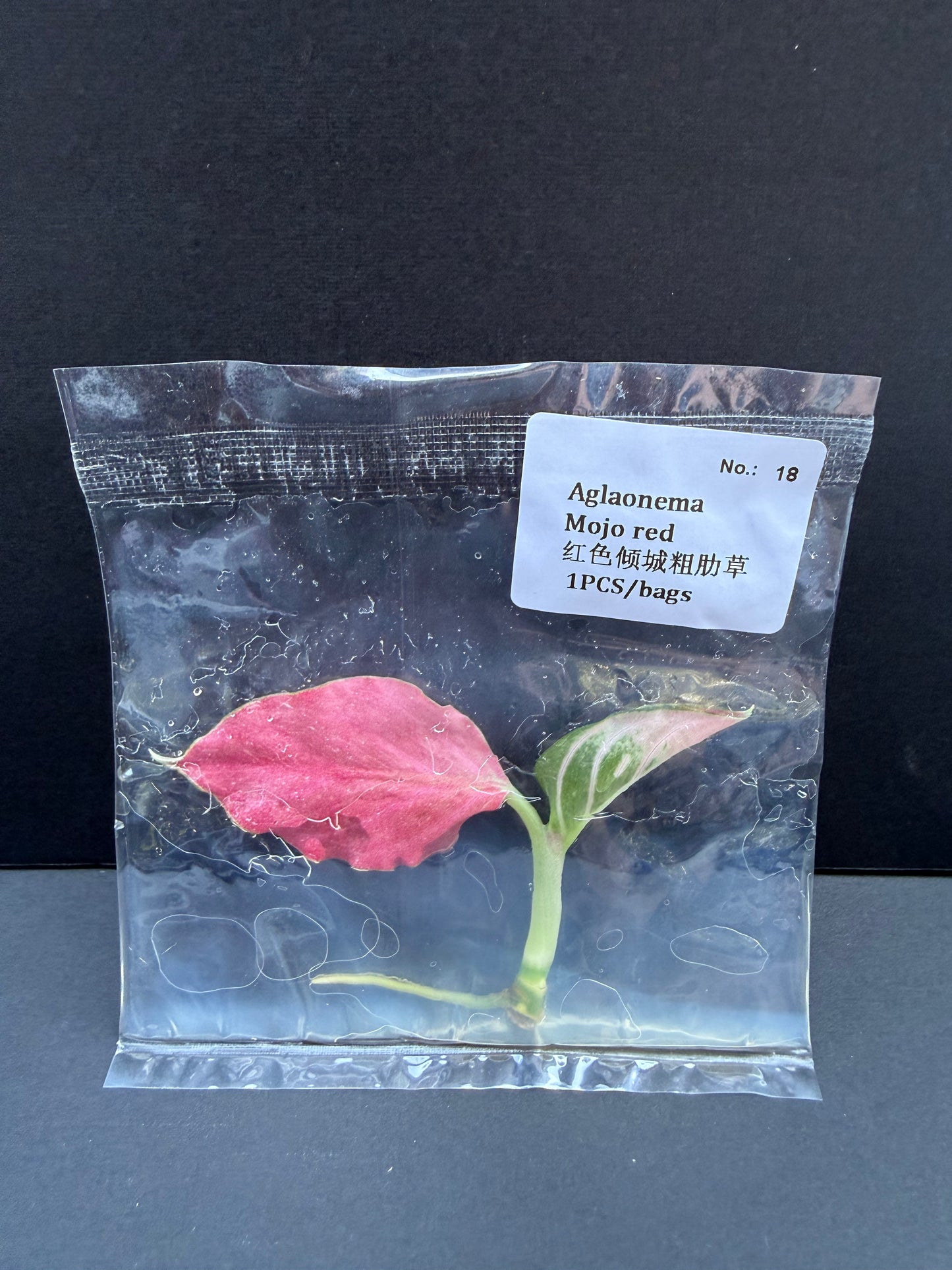 Aglaonema Mojo Red