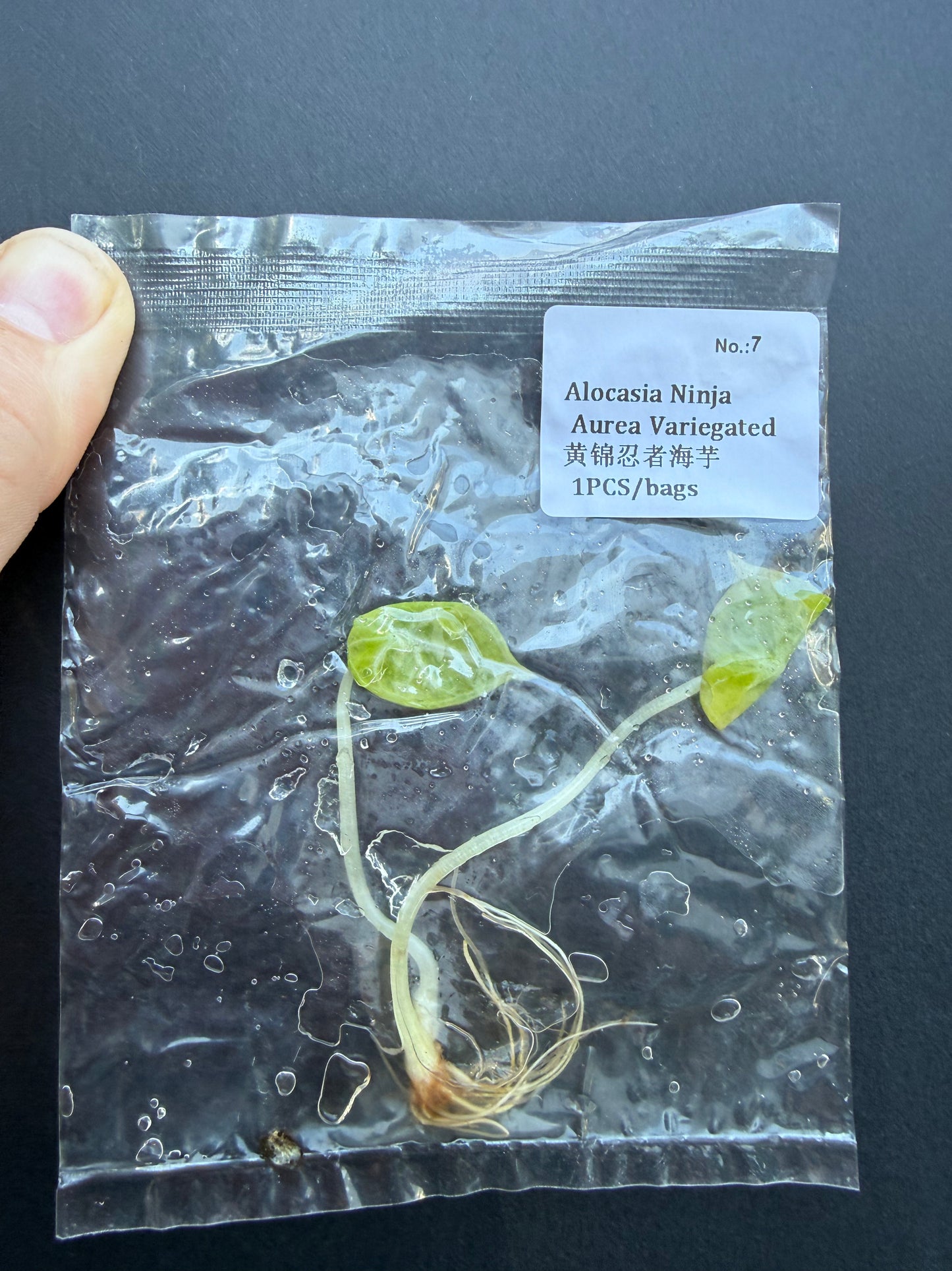 Alocasia Ninja Aurea Variegated