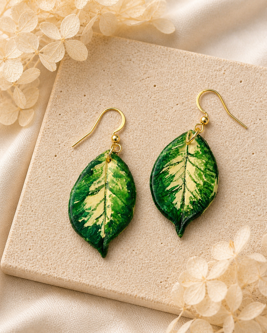Hoya Polyneura Dangle #1