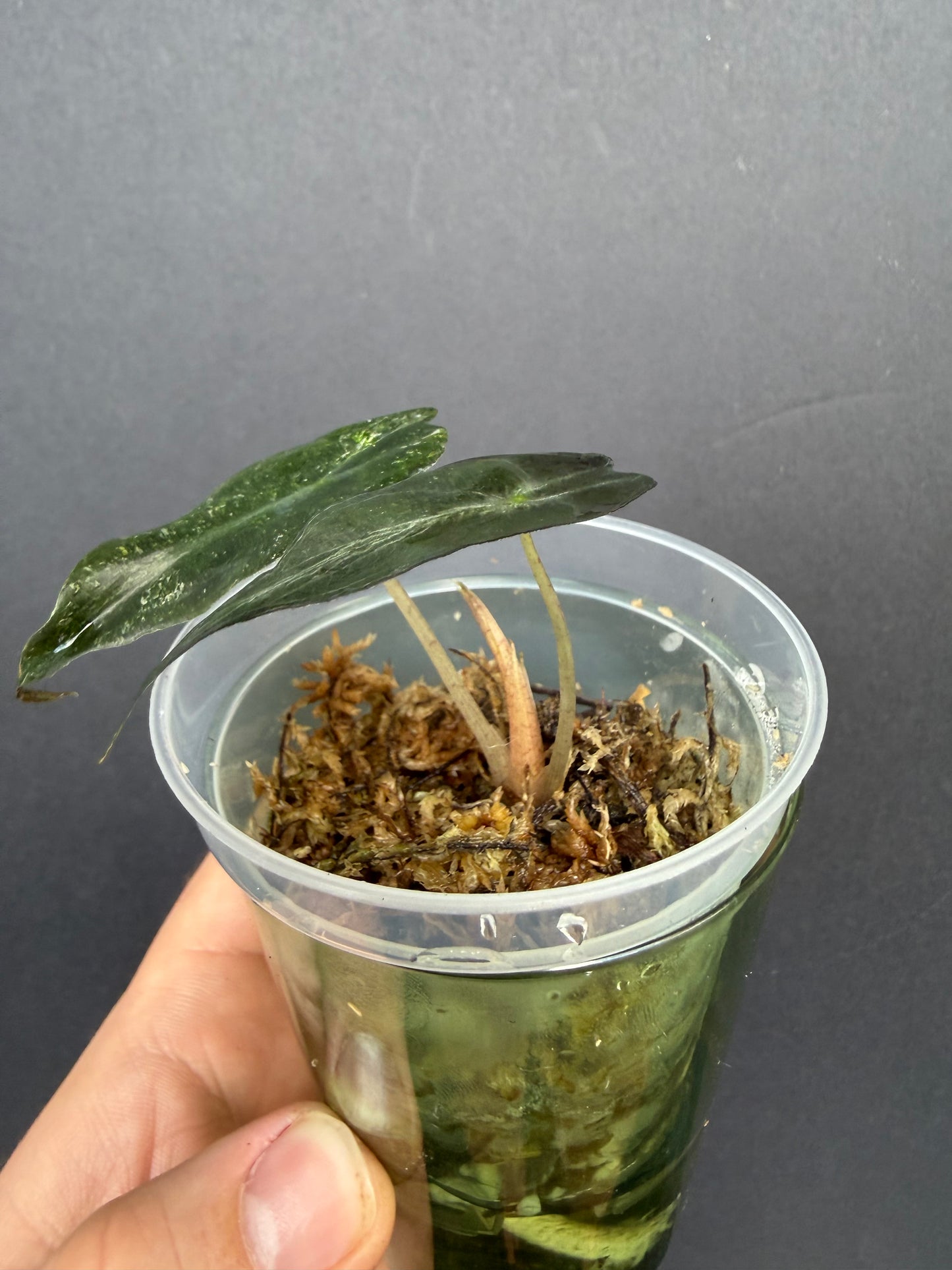 Alocasia Venom Pink
