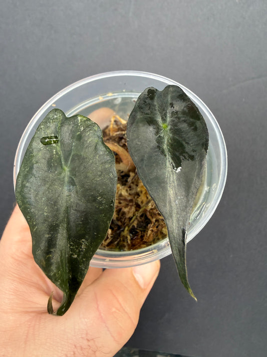 Alocasia Venom Pink