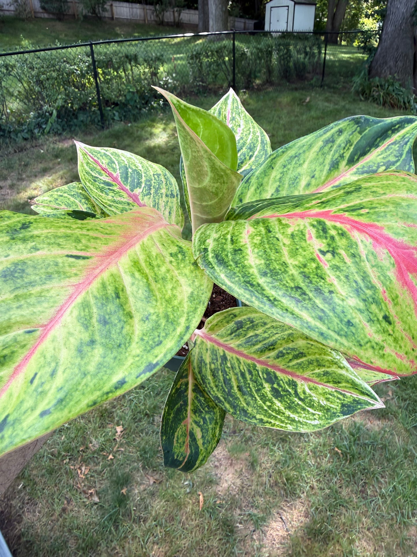 Aglaonema 'Golden Papaya'
