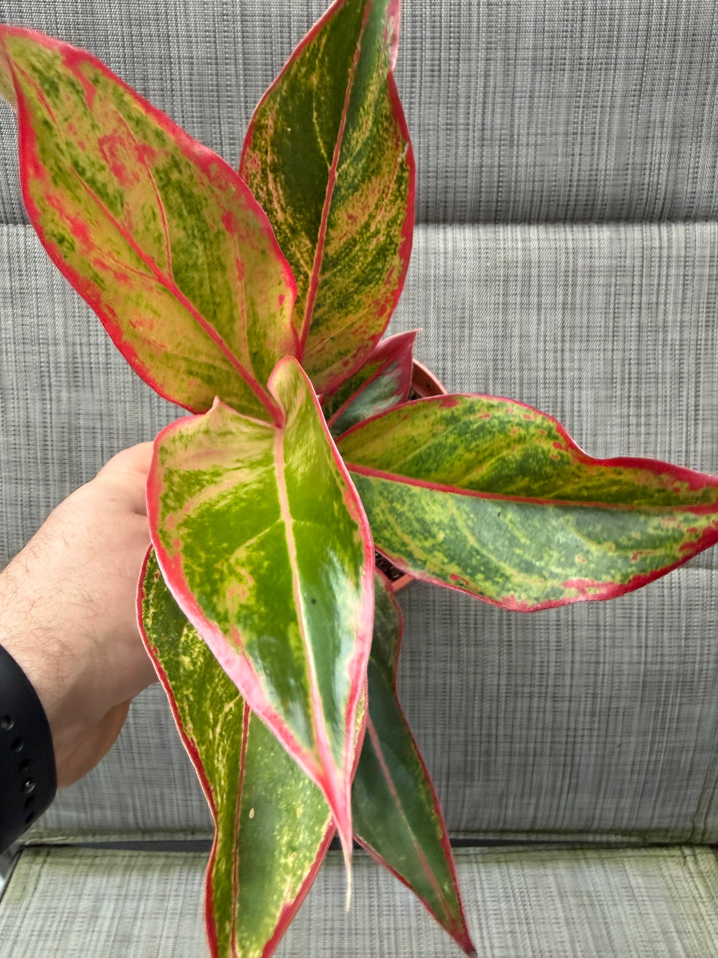 Aglaonema 'Red Creta'