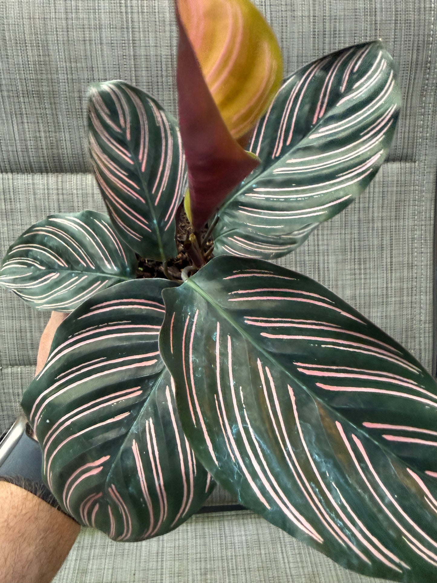 Goepperita ornata 'Pinstripe' (Calathea)