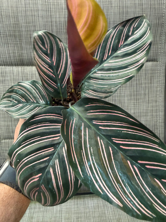 Goepperita ornata 'Pinstripe' (Calathea)