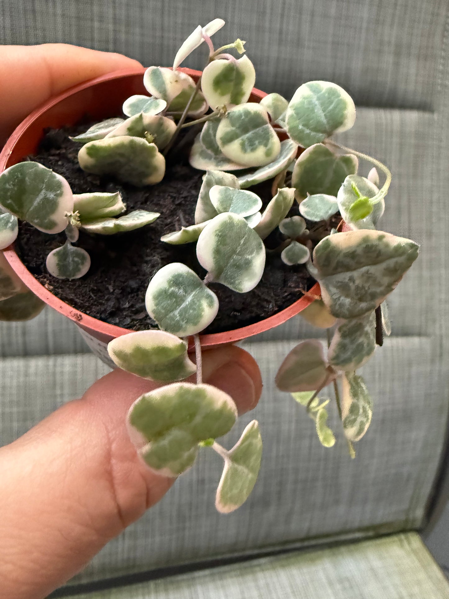 String of Hearts Variegata 'Pink (Small)'