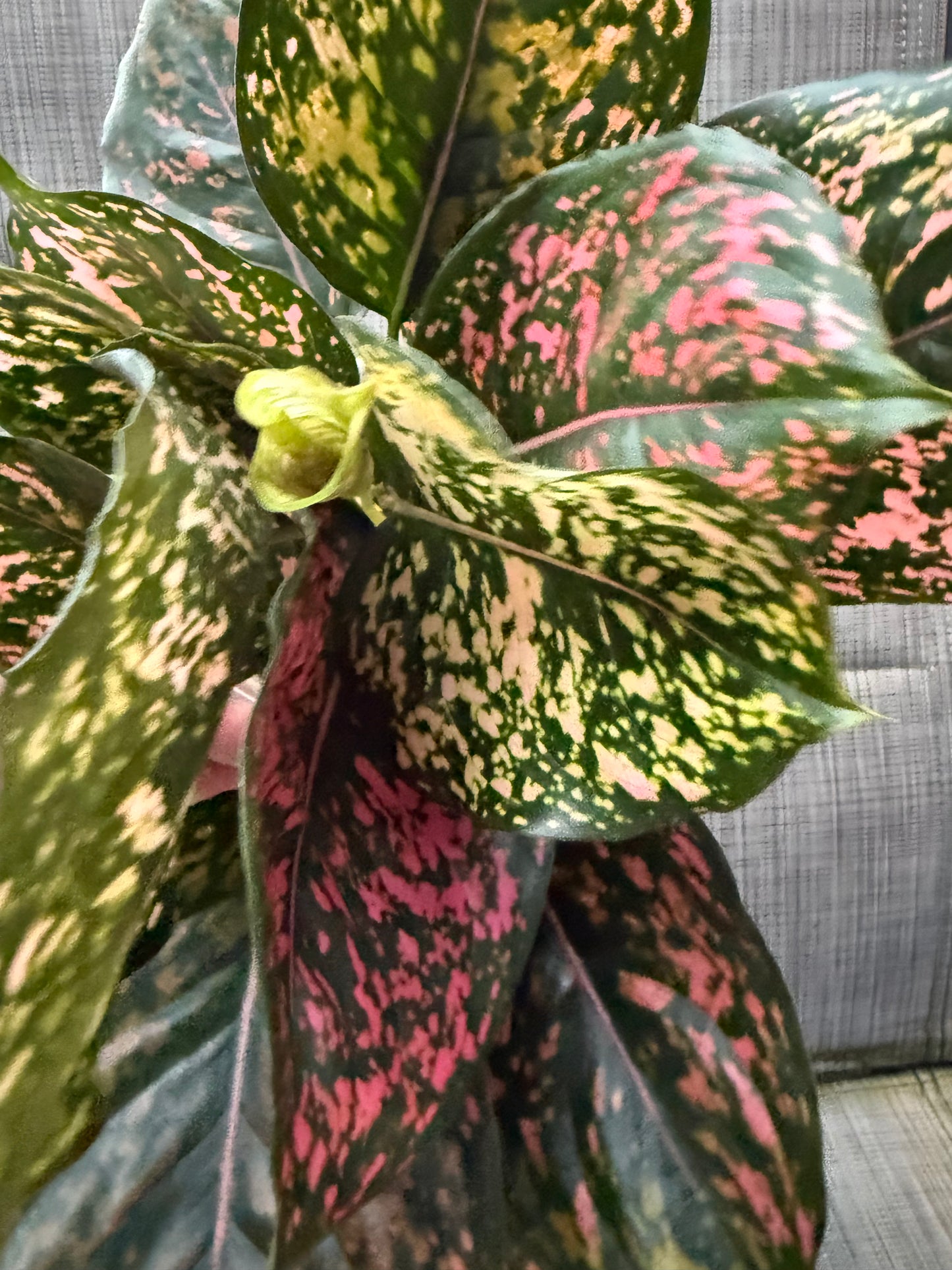 Aglaonema 'Pink Dalmation'