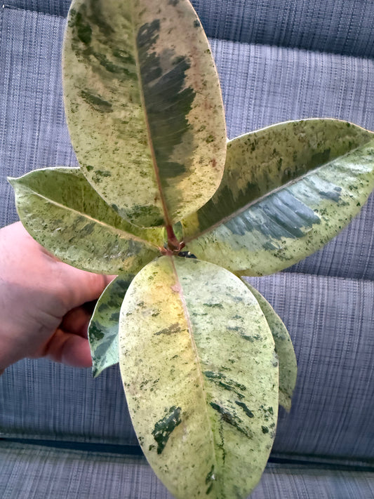 Ficus Shiveriana Variegata