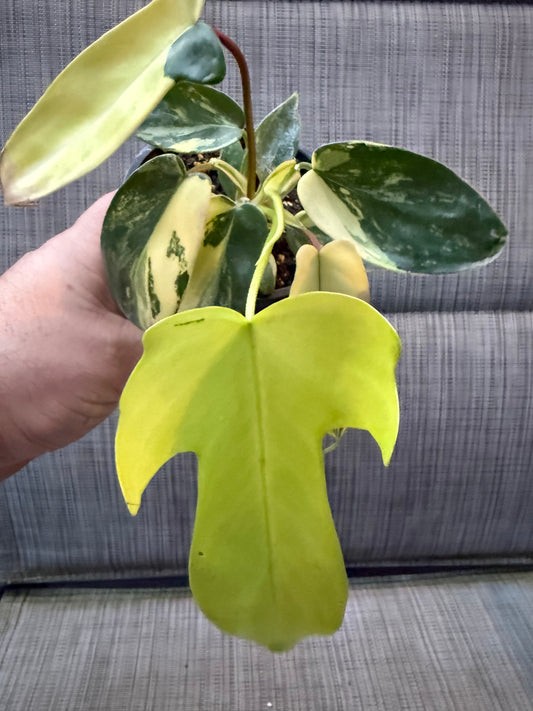 Philodendron Florida Beauty Variegated