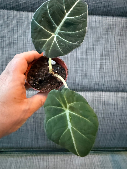 Alocasia Reginula 'Black Velvet'