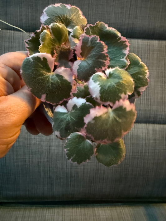 Strawberry Begonia