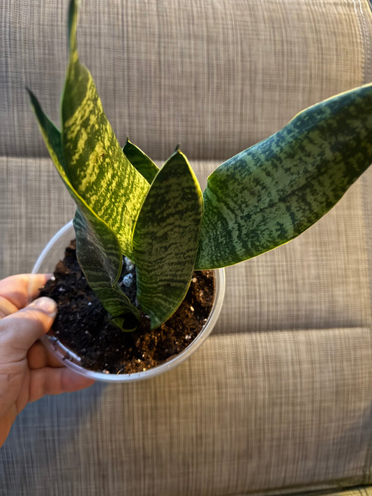 Sansevieria 'Tyler'
