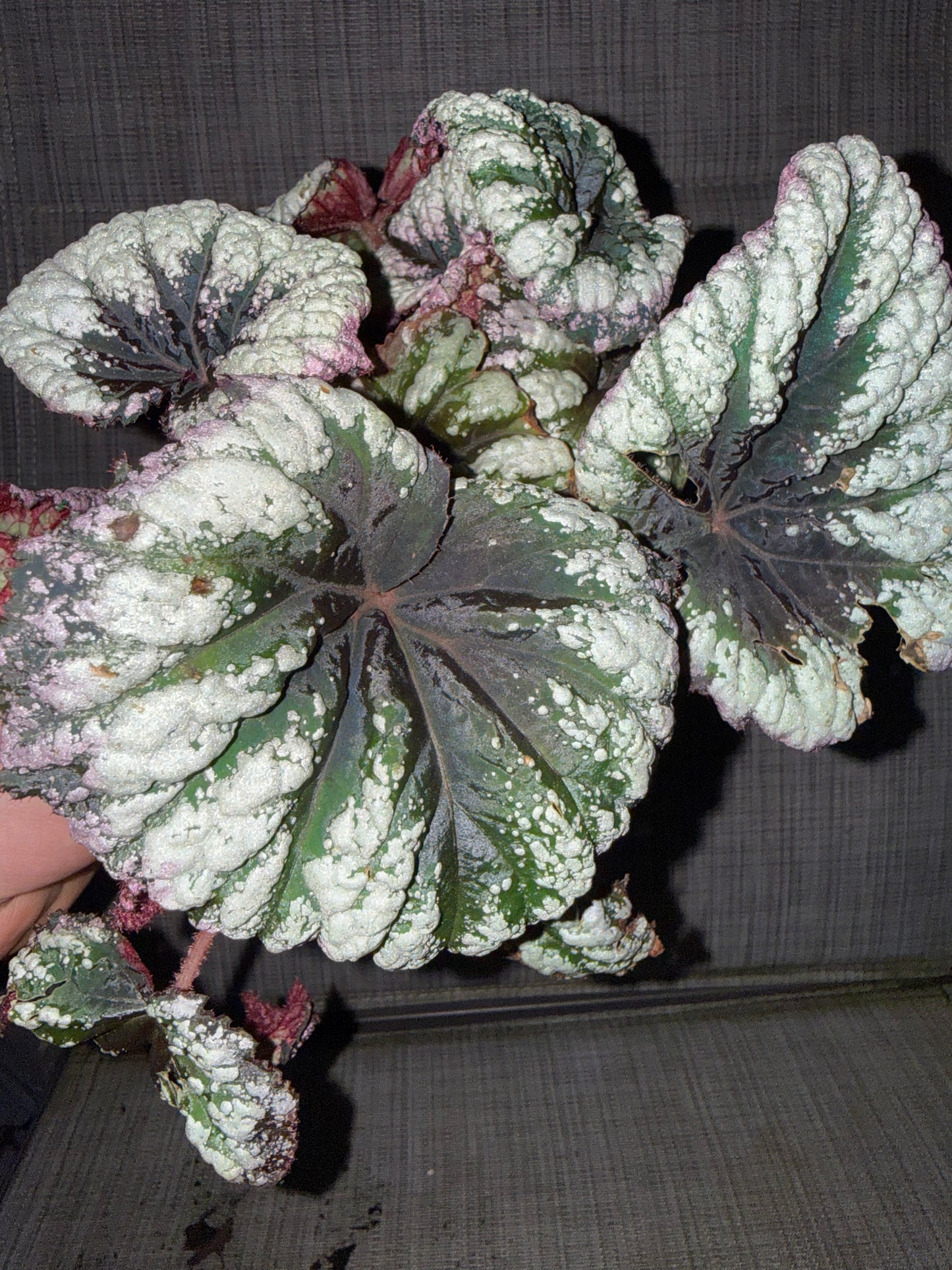 Begonia Rex 'Fireworks'