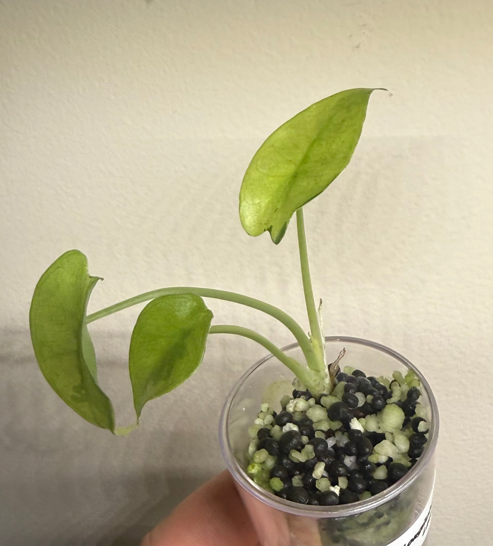 Alocasia Longiloba Mint Lava, photo 2