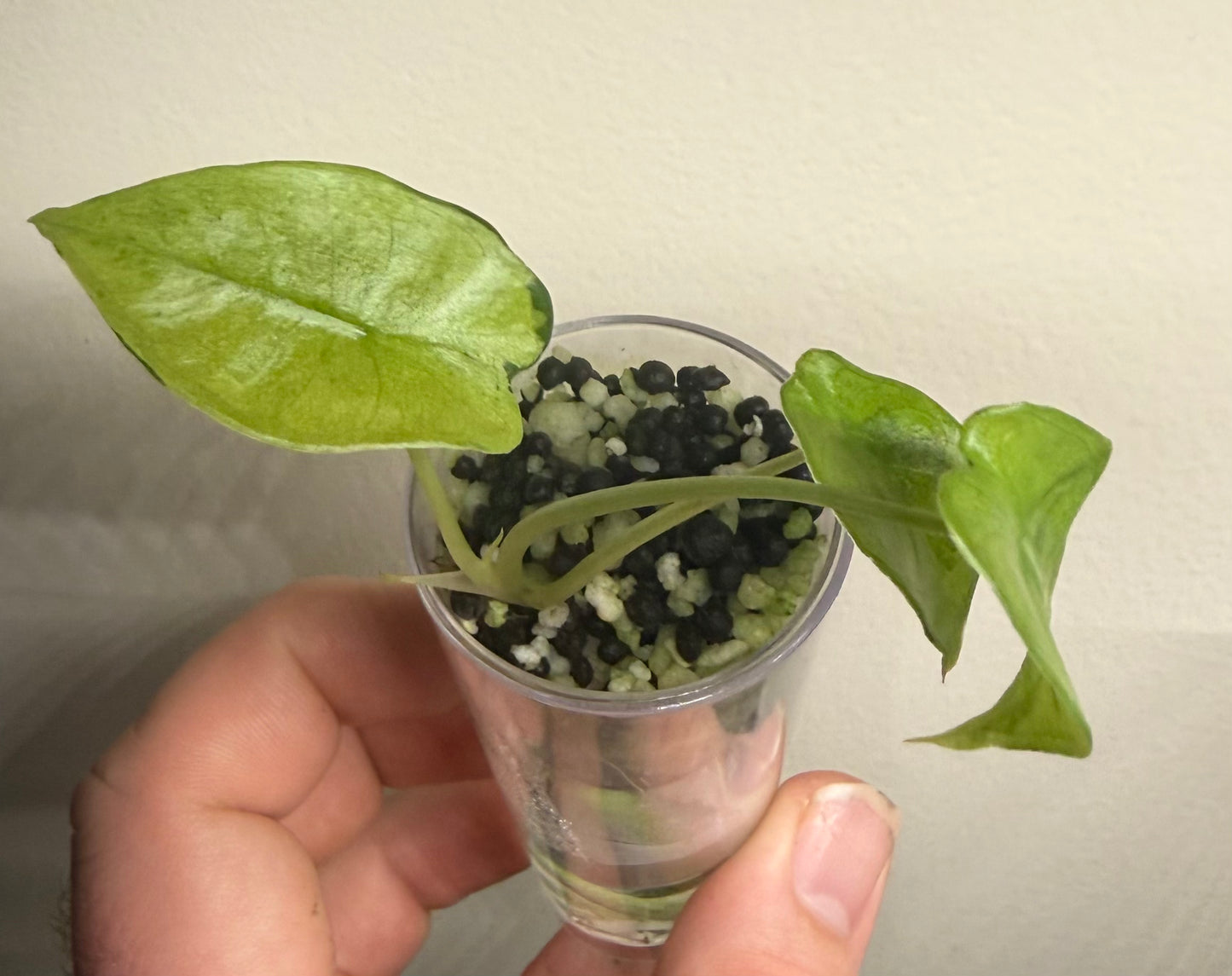 Alocasia Longiloba Mint Lava, photo 1