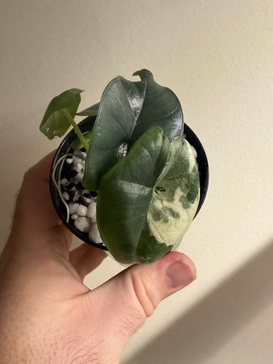 Alocasia Bisma Platinum #2, photo 1