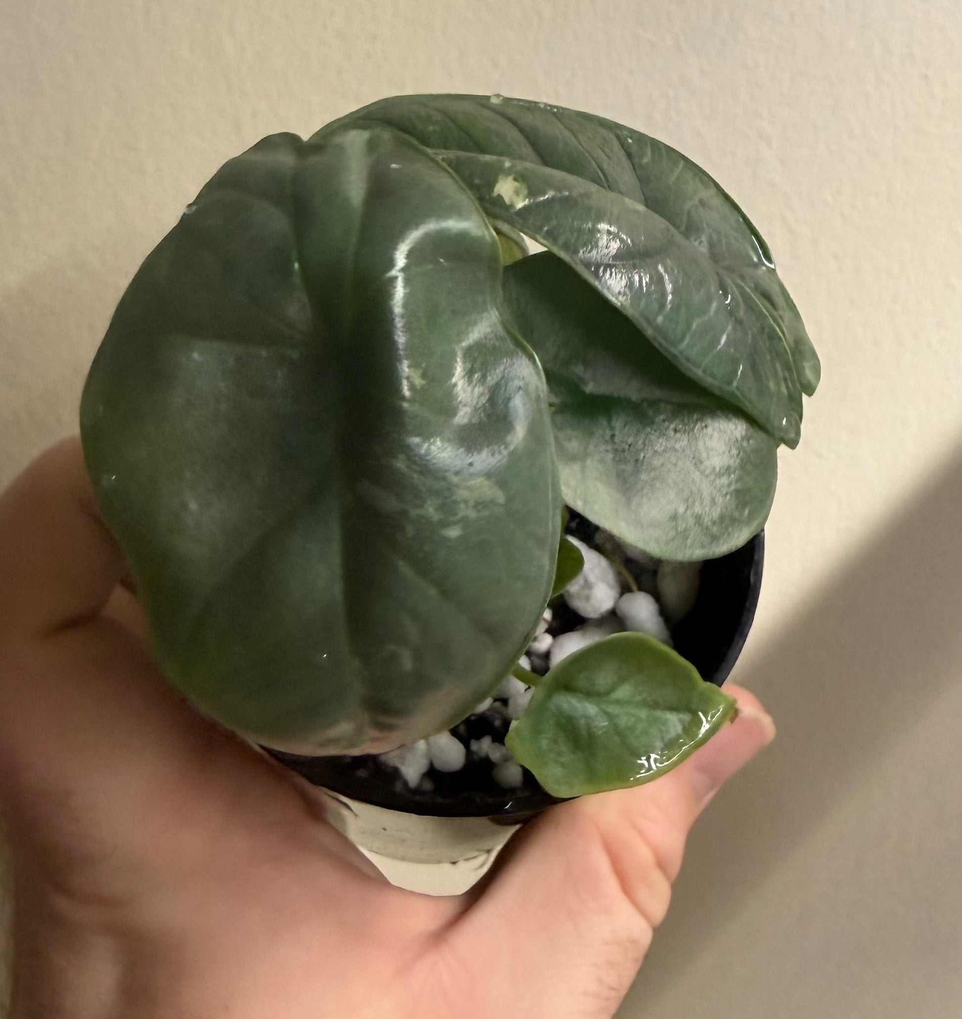 Alocasia Bisma Platinum Albo, photo 2