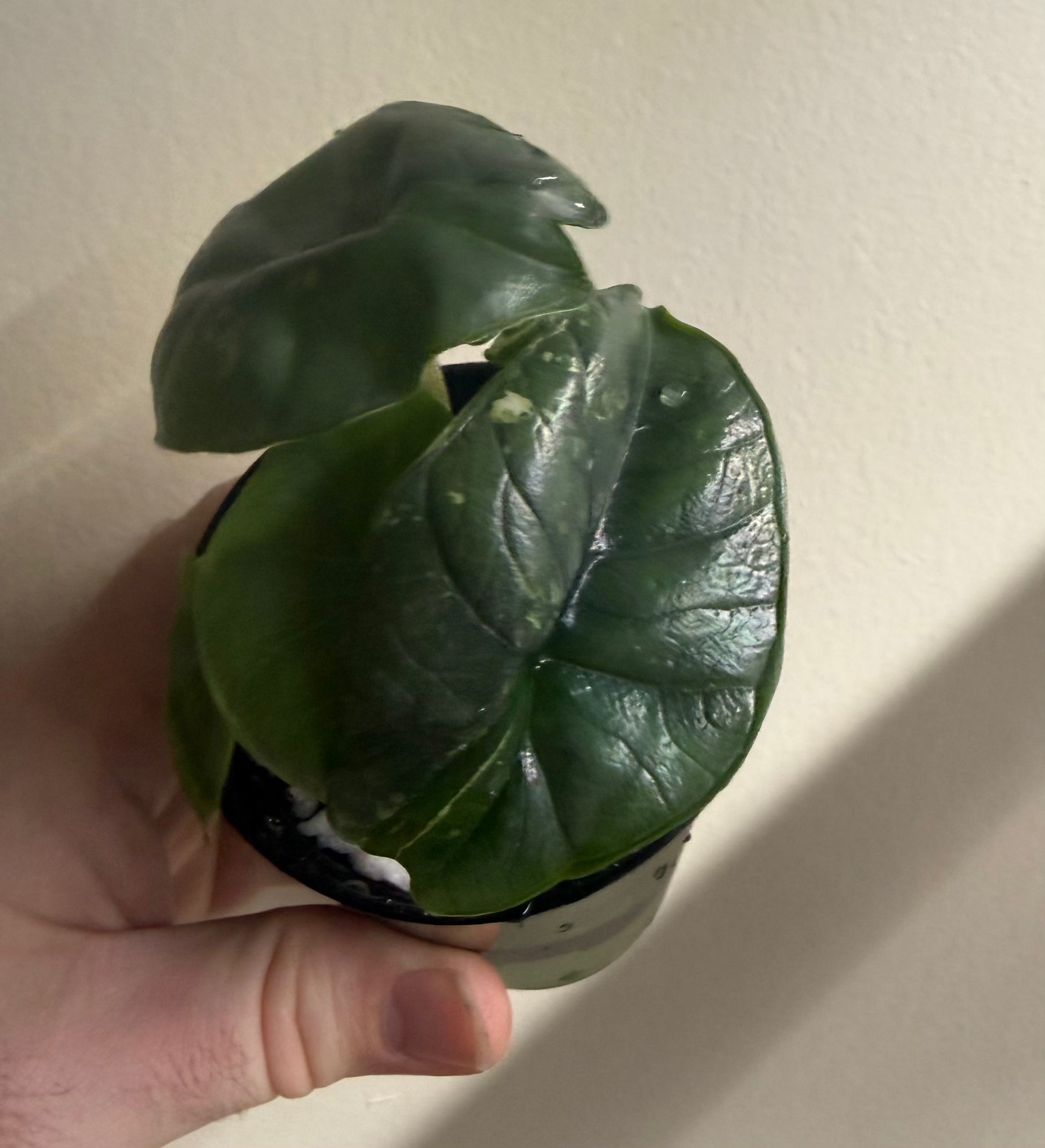 Alocasia Bisma Platinum Albo, photo 1