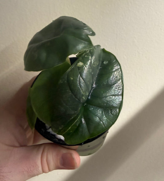 Alocasia Bisma Platinum Albo, photo 1