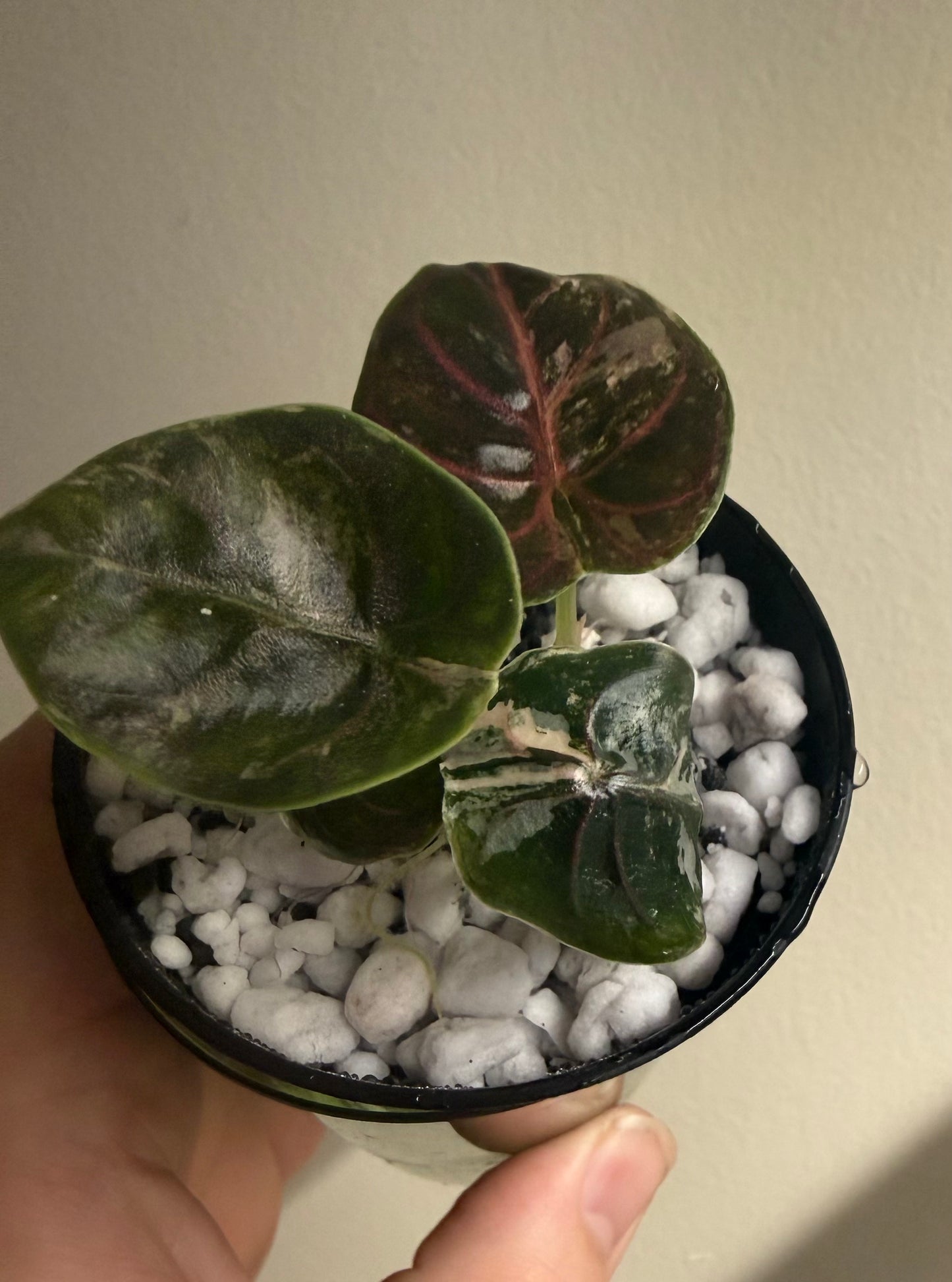 Alocasia Azlanii Orange, photo 2