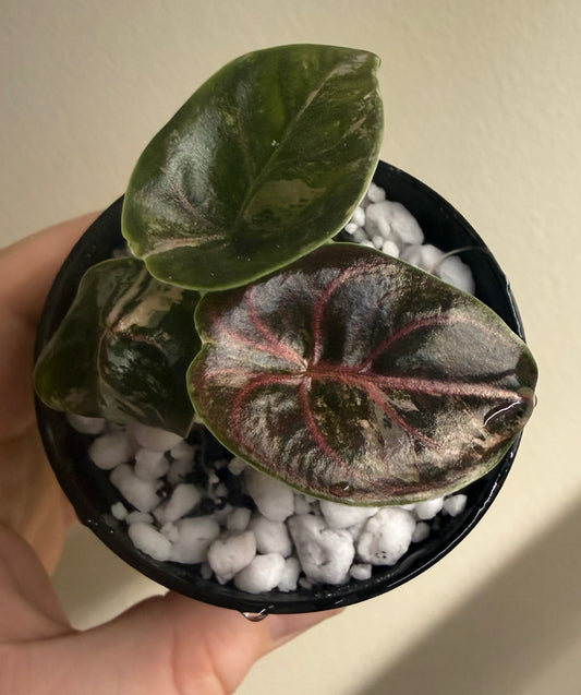 Alocasia Azlanii Orange, photo 1