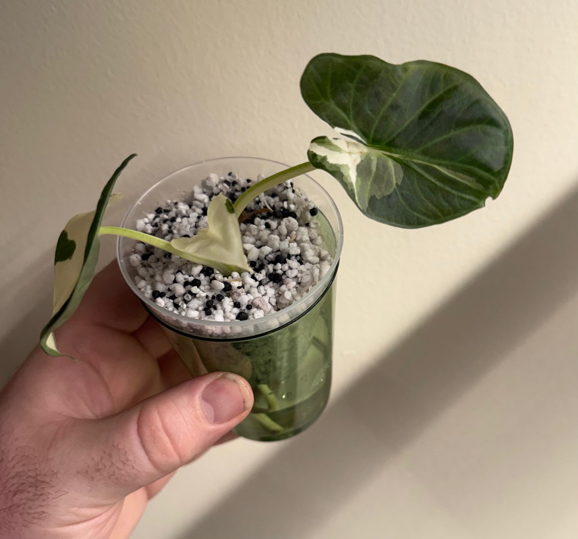 Alocasia Regal Shield Albo #2, photo 2