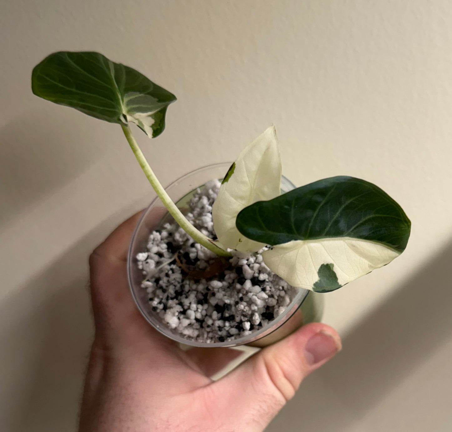 Alocasia Regal Shield Albo #2, photo 1