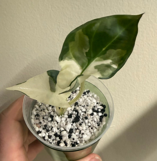 Alocasia Regal Shield Albo #1, photo 1