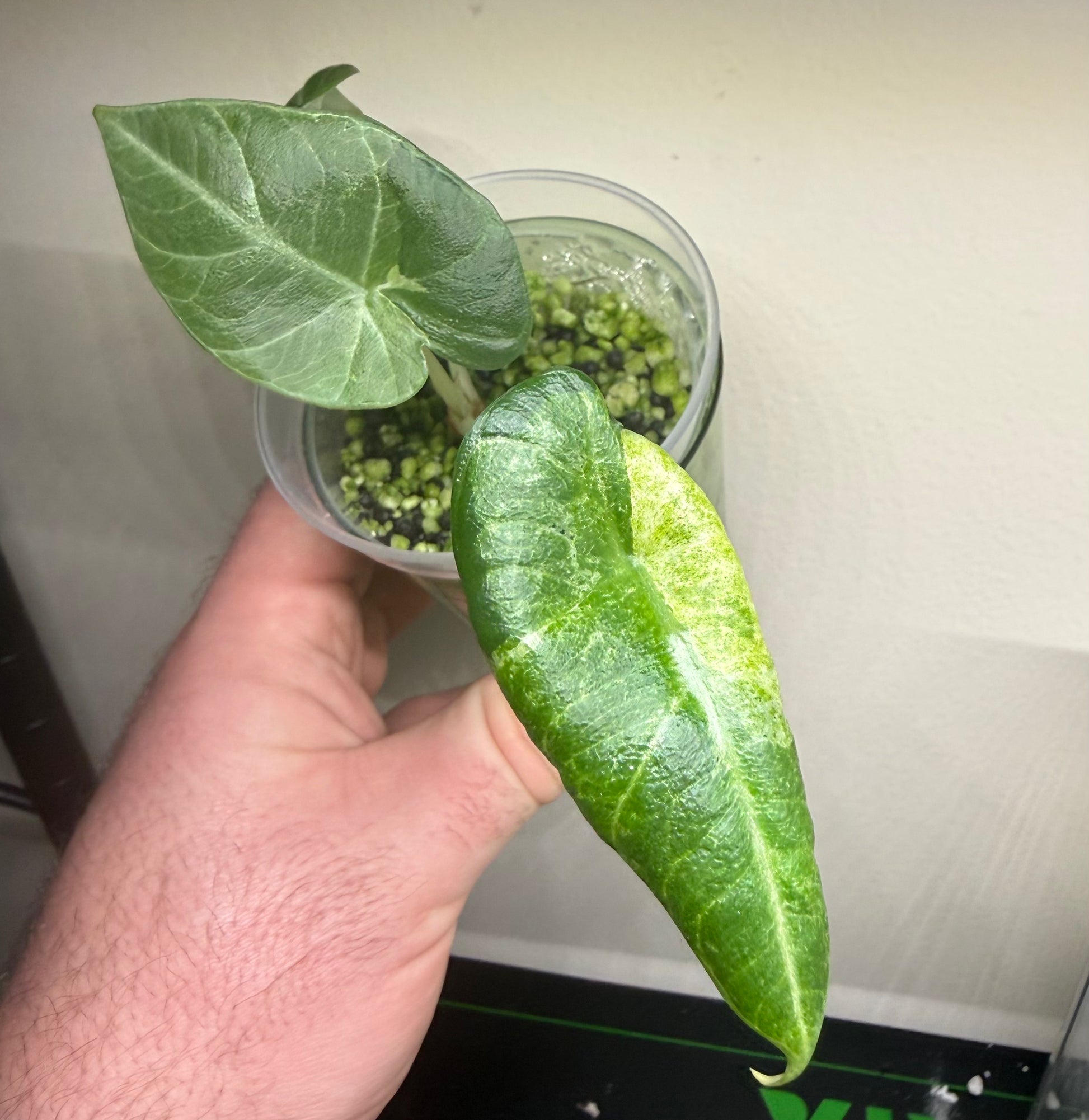 Alocasia Maharani Lava, photo 3