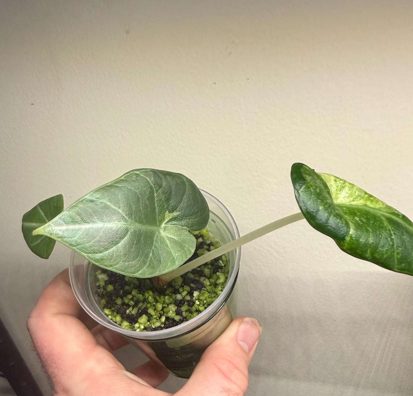 Alocasia Maharani Lava, photo 2