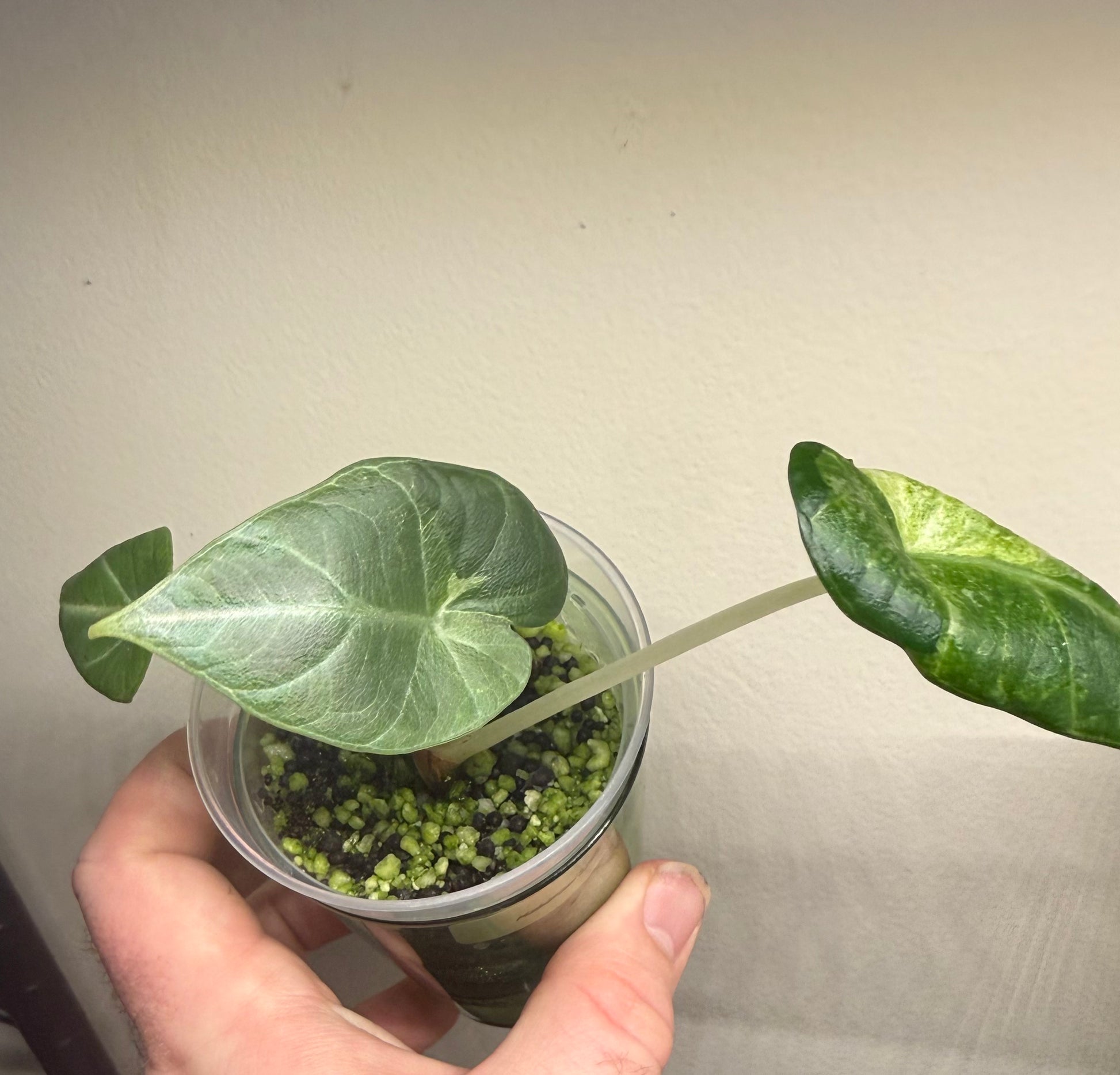 Alocasia Maharani Lava, photo 2