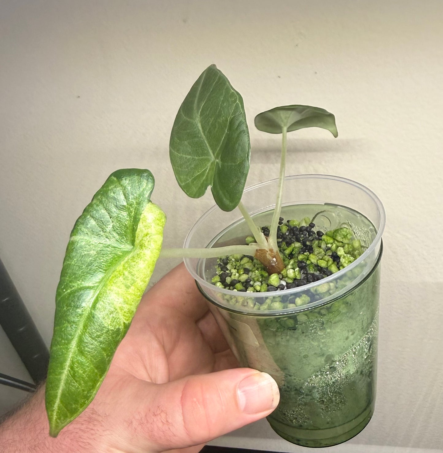 Alocasia Maharani Lava, photo 1