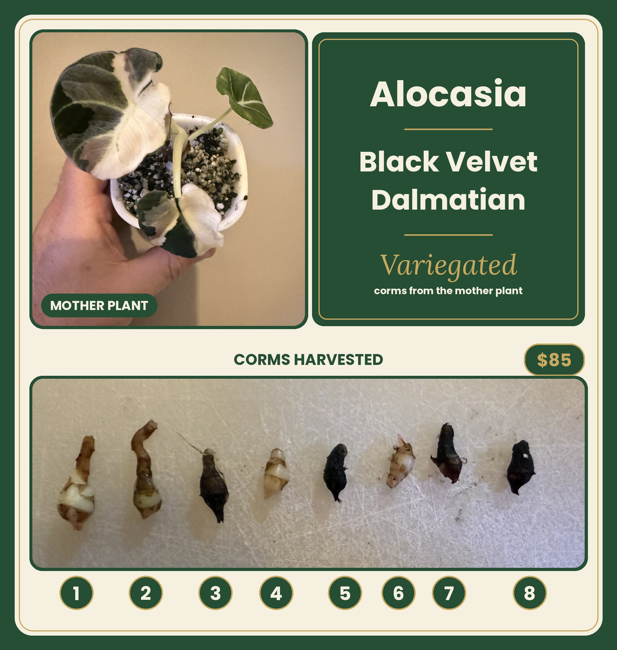 Alocasia Black Velvet Dalmatian mother plant with 8 numbered corms
