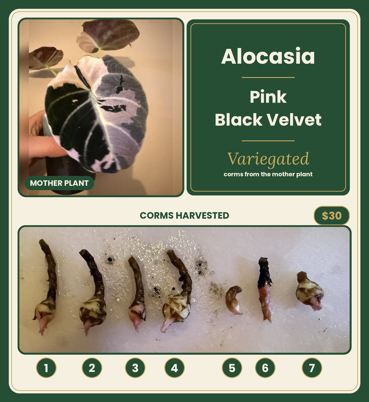 Alocasia Pink Black Velvet mother plant with 7 numbered corms