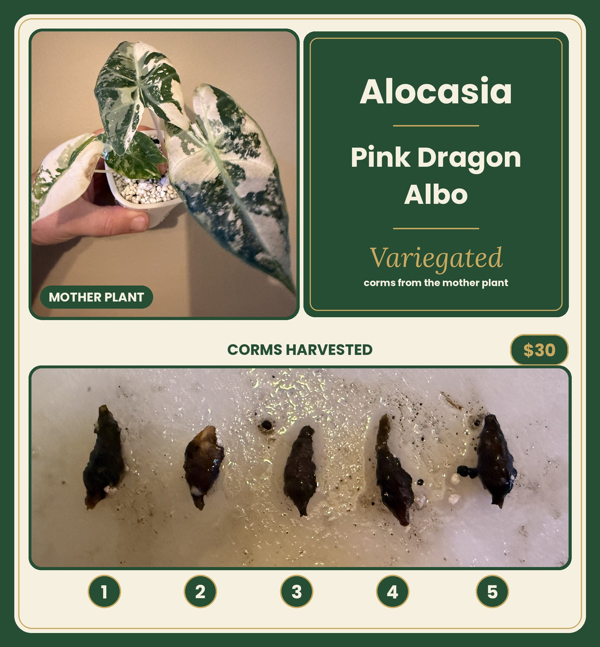 Alocasia Pink Dragon Albo mother plant with 5 numbered corms