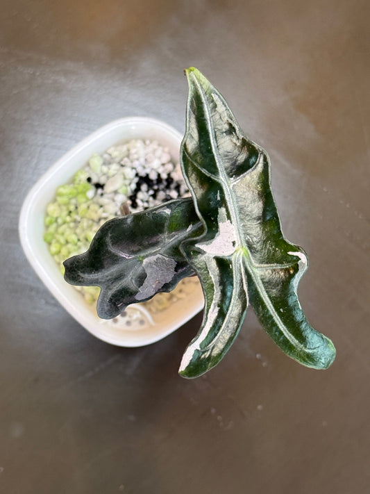 Alocasia Nobilis Pink Variegated K-Version