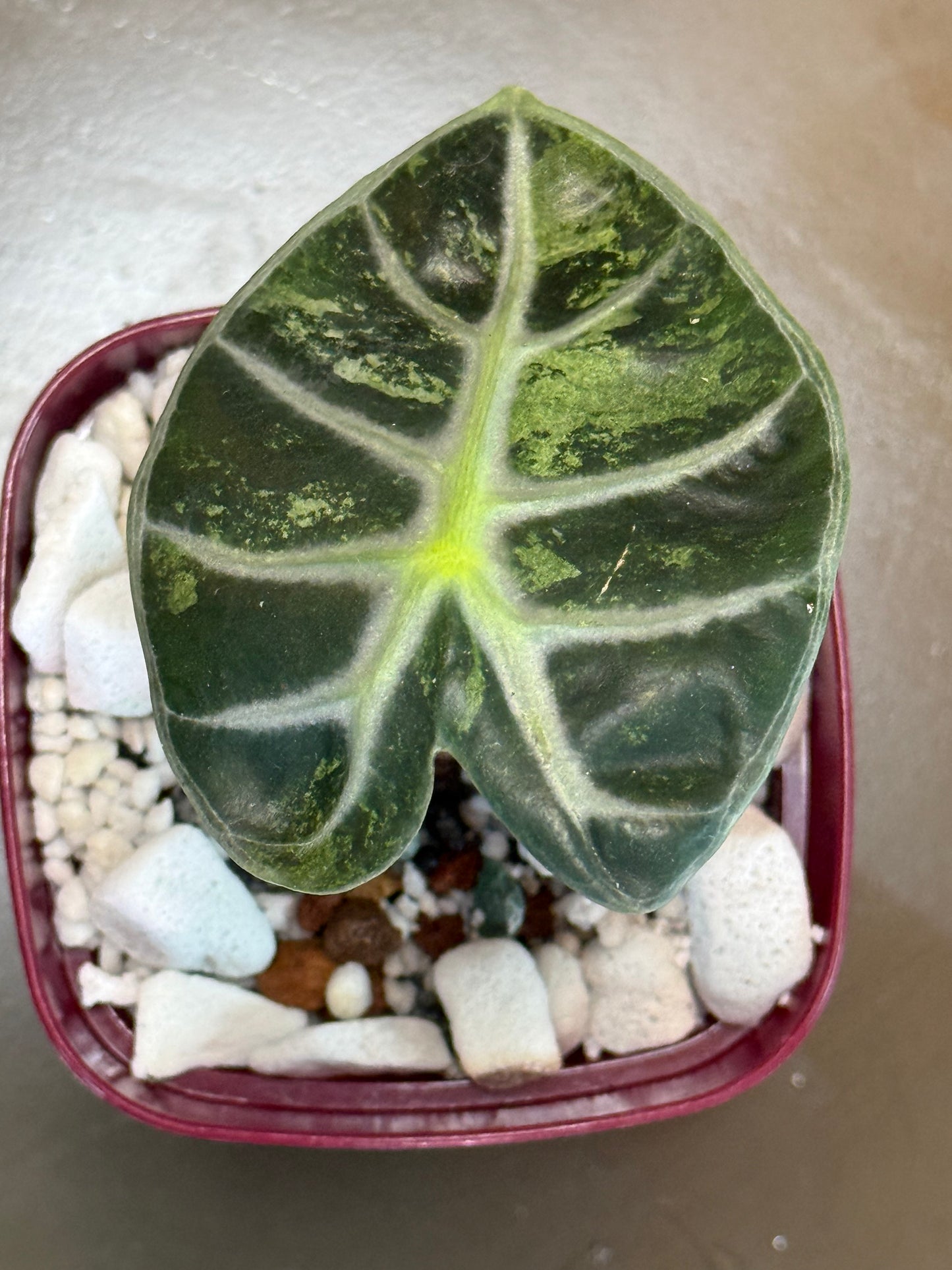 Alocasia Pink Balloon Heart