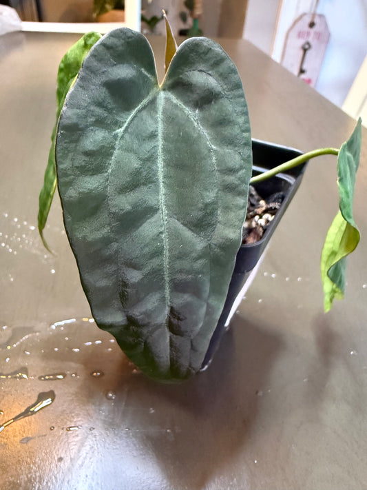 Anthurium Hybrid (Unknown Cross)