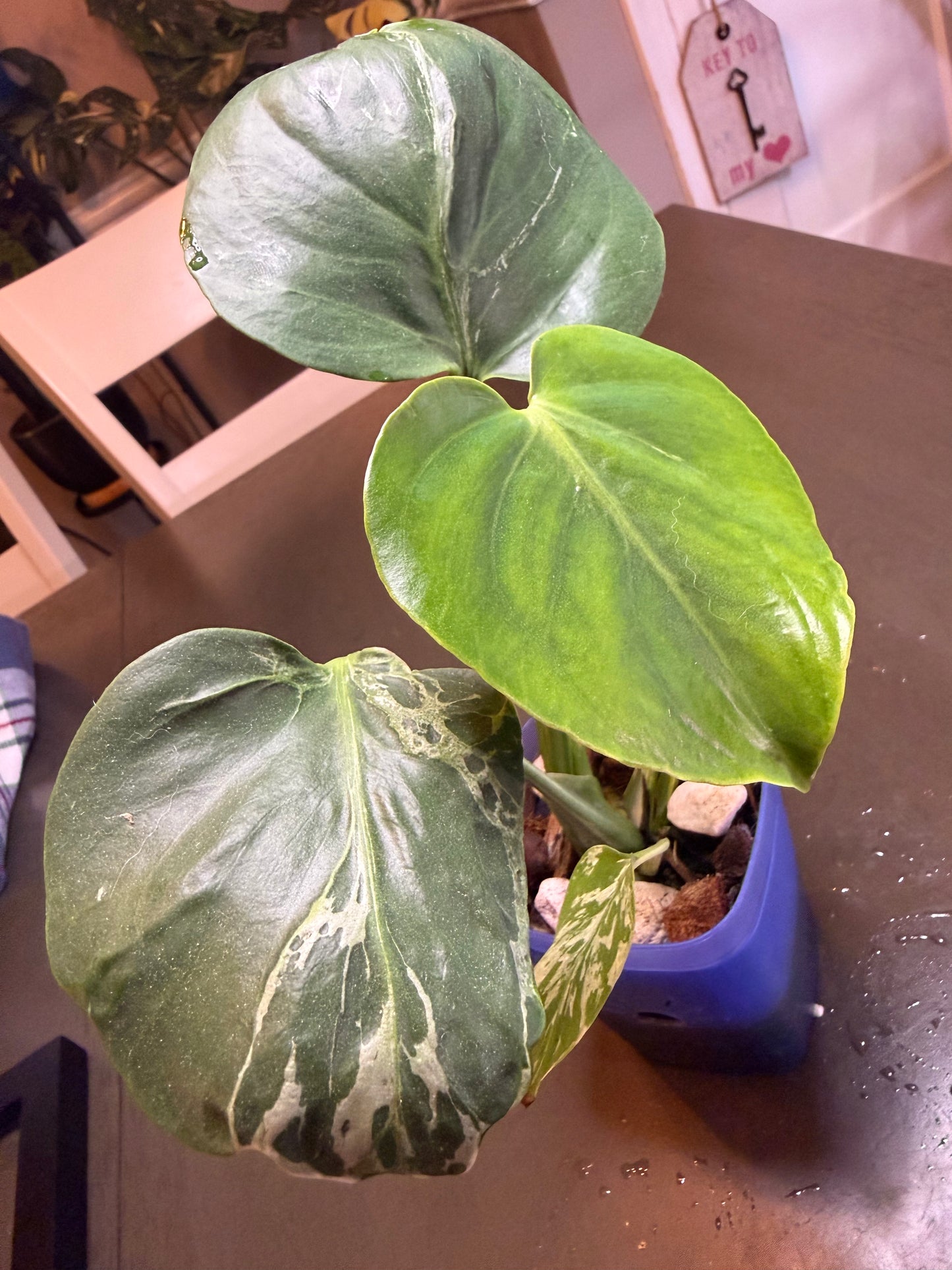Monstera Bulbasaur