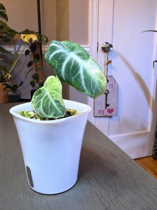 Alocasia Ninja Tricolor Mutation