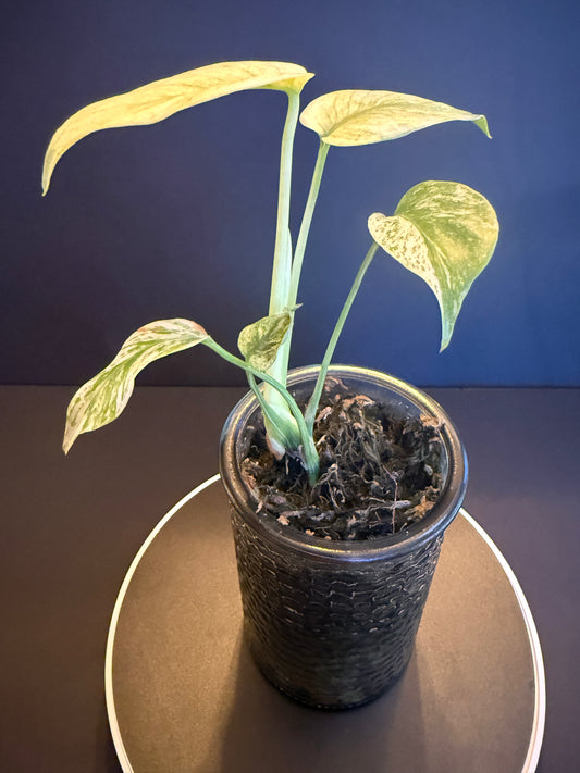 Monstera White Monster