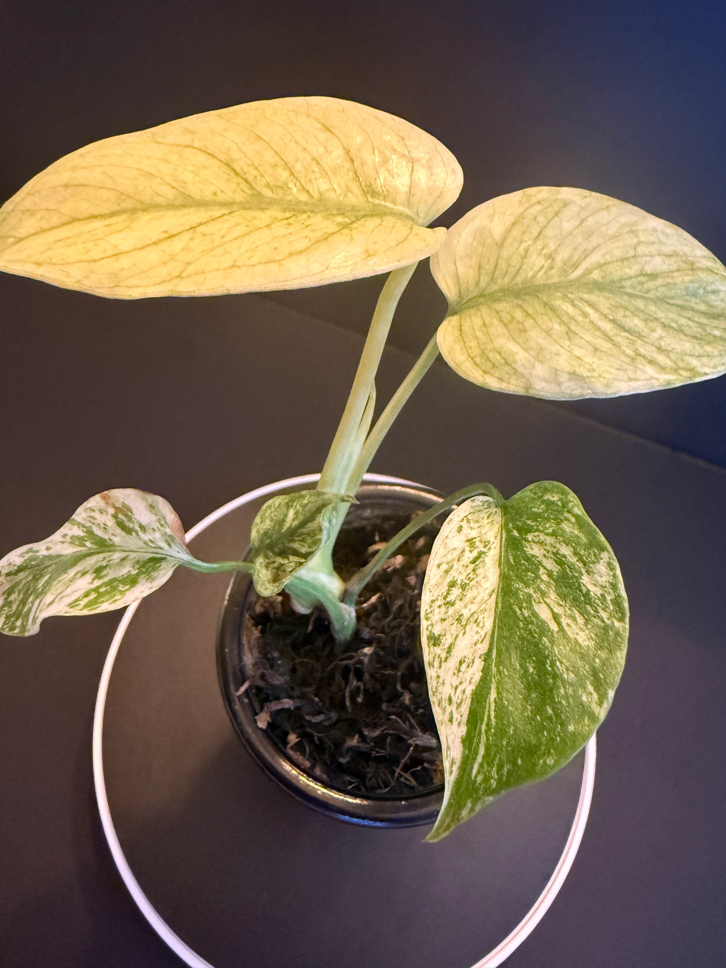 Monstera White Monster