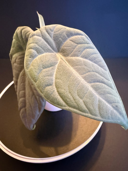 Alocasia Marharani Albo Low Variegated