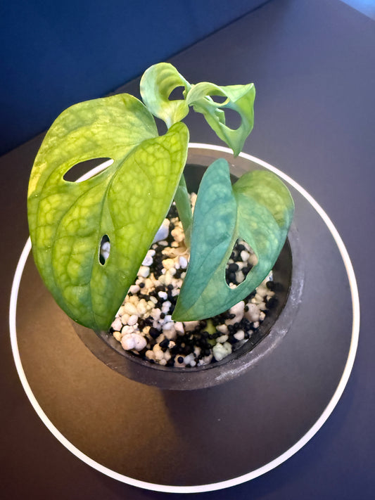Monstera Adisoni Aurea