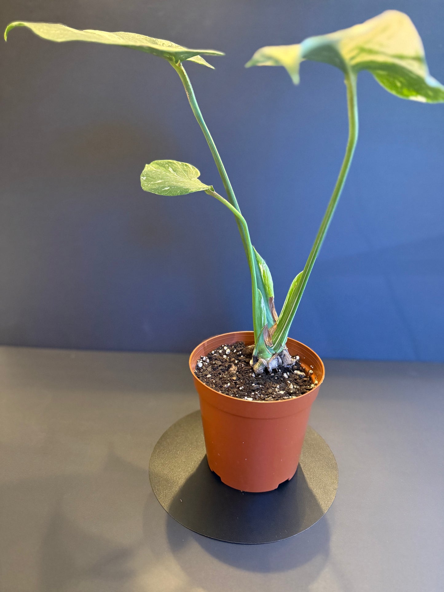 Monstera Thai Constellation